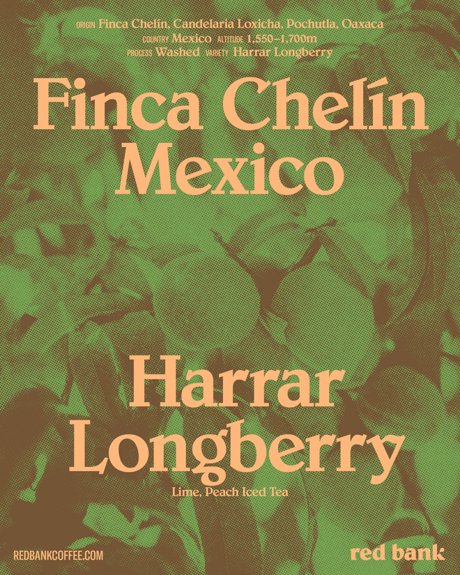 Chelín Harrar Longberry